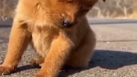 Dog falling asleep