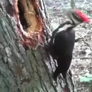 Woodpecker building his tree house!♾