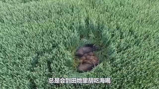 ferocious boar
