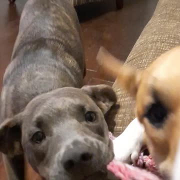 Tucker Carlson Joins In Our Tug-of-War