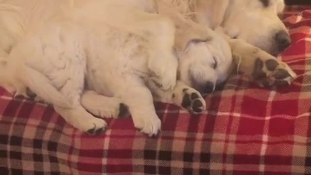 Golden Retrievers duermen juntos la siesta adorablemente