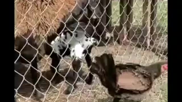 Carnivore Goat eats baby chick