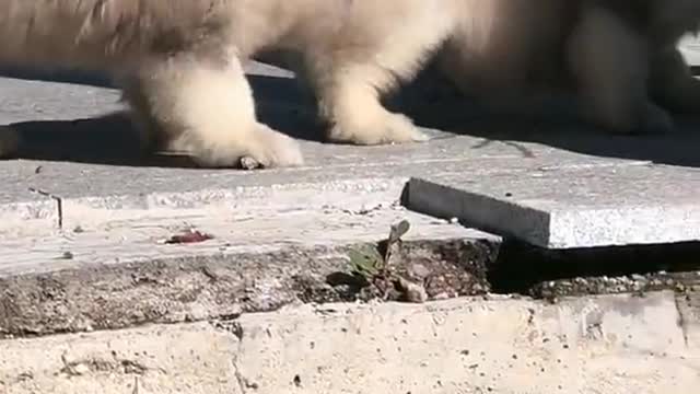 Funniest and Cutest Puppies