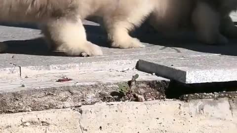 Funniest and Cutest Puppies