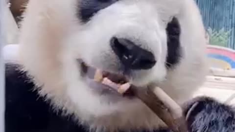 The cutest panda eating!!