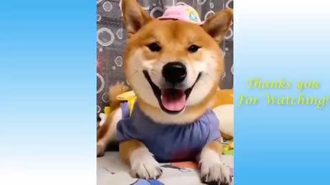 Cute Pets And Funny Animals Compilation | Best Cutest Animal