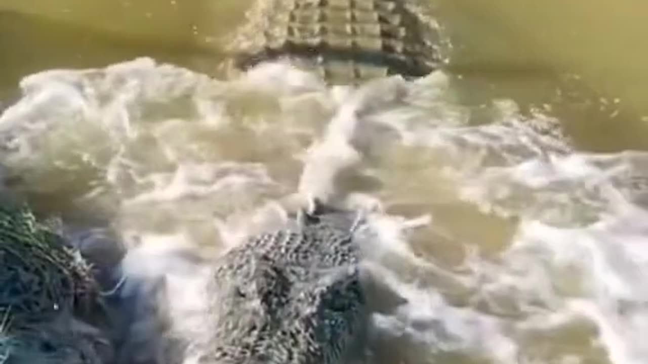 Omg 😱 #short #shorts #timsah #animal #animals