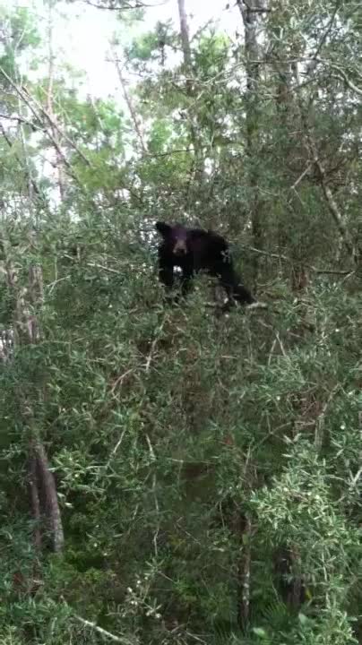 WOW! This Cute Young Florida Black Bear In Tree
