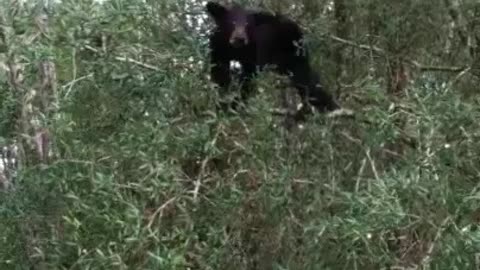 WOW! This Cute Young Florida Black Bear In Tree