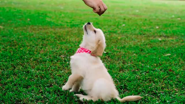 of a Puppy on the Grass