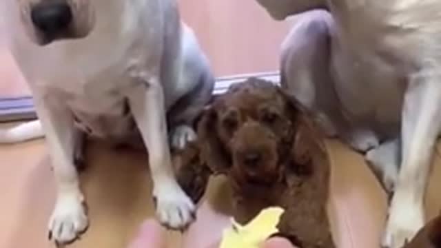 Don't bullshit 🤣 Funniest 🐶 Dogs - Awesome Funny Pet Animals Videos 😇 #short