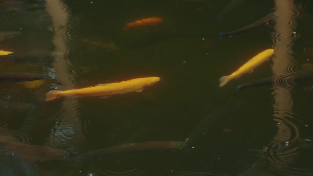 fishes-at-the-pond