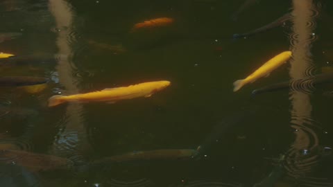 fishes-at-the-pond