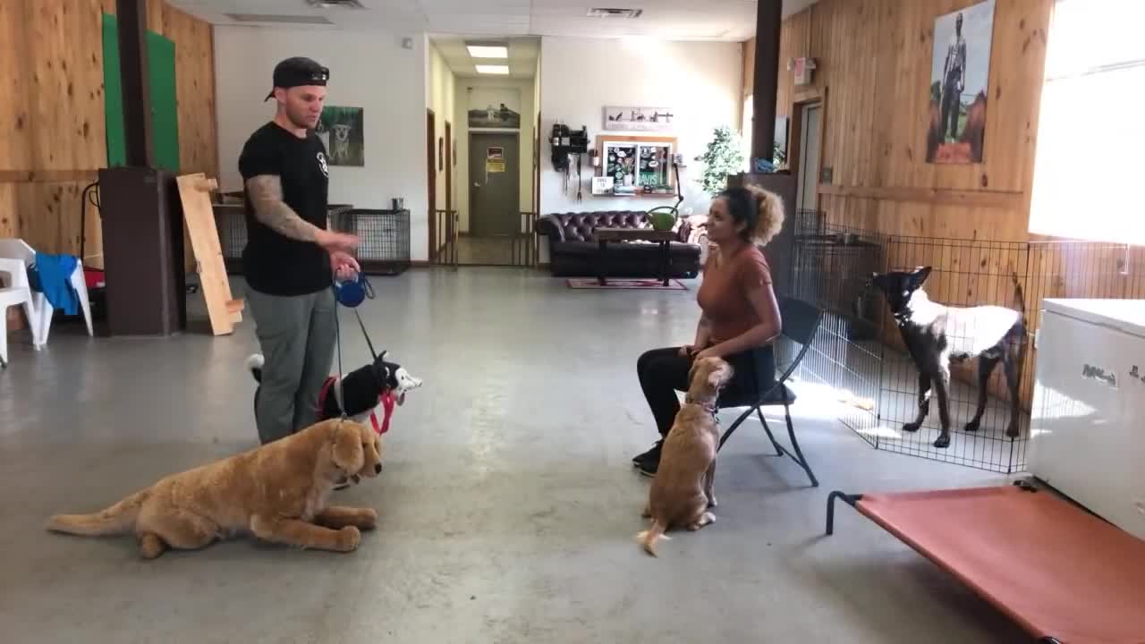 Dog reactivity/aggressivity training