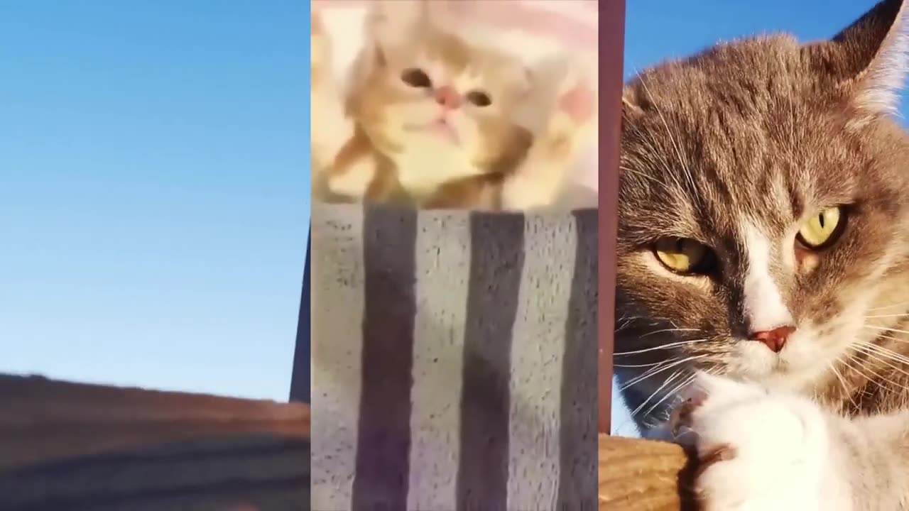 Funny Cats Videos