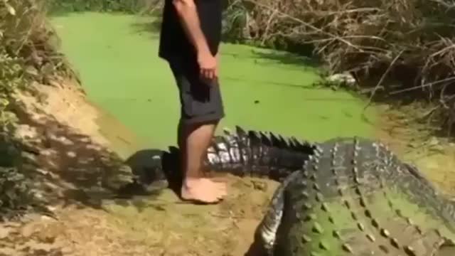 big crocodile