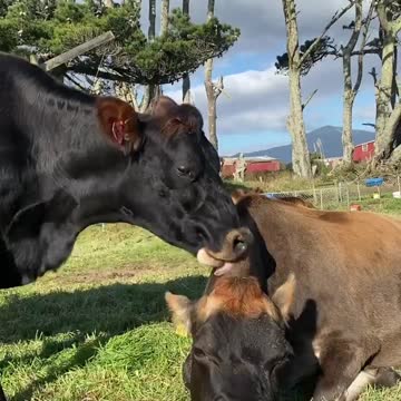 Gingerbread girl grooming her mother Brown Sugar. Gingee often bullies Brownie
