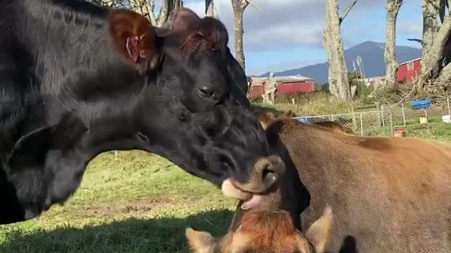 Gingerbread girl grooming her mother Brown Sugar. Gingee often bullies Brownie