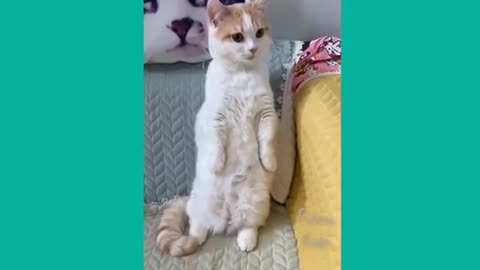 Funny Cat