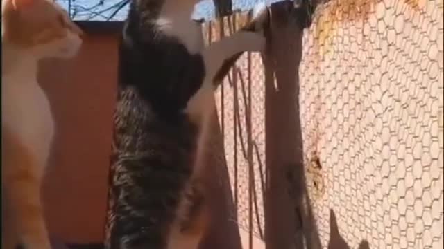 Two cats watching neighbor's fight