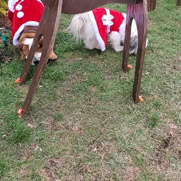 The Christmas Charlie's Angles dogs