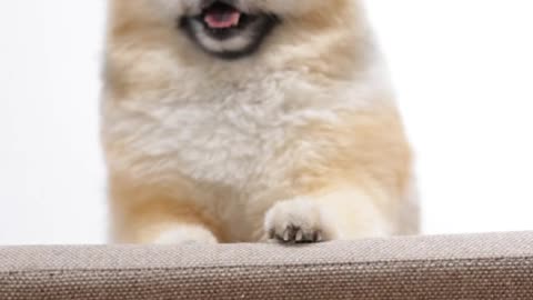 Cute dog video enjoy