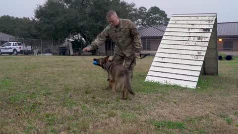 A 638th Security forces dog training squrdron Military working dog training