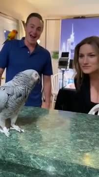 Parrot Moos _joy__cow2_ - shorts