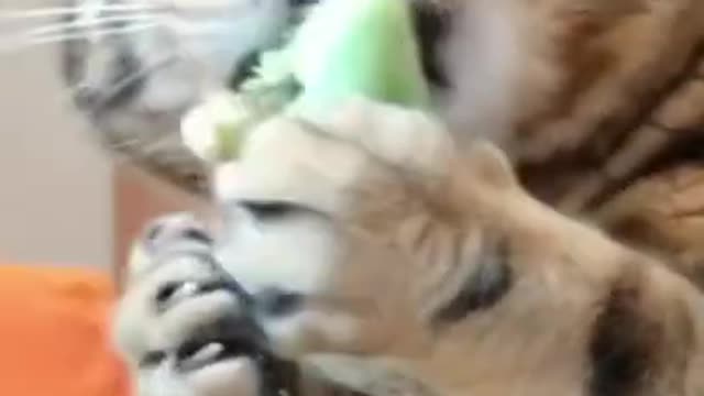 Best Short Funny Videos Compilation | Short Try Not To Laugh Clean