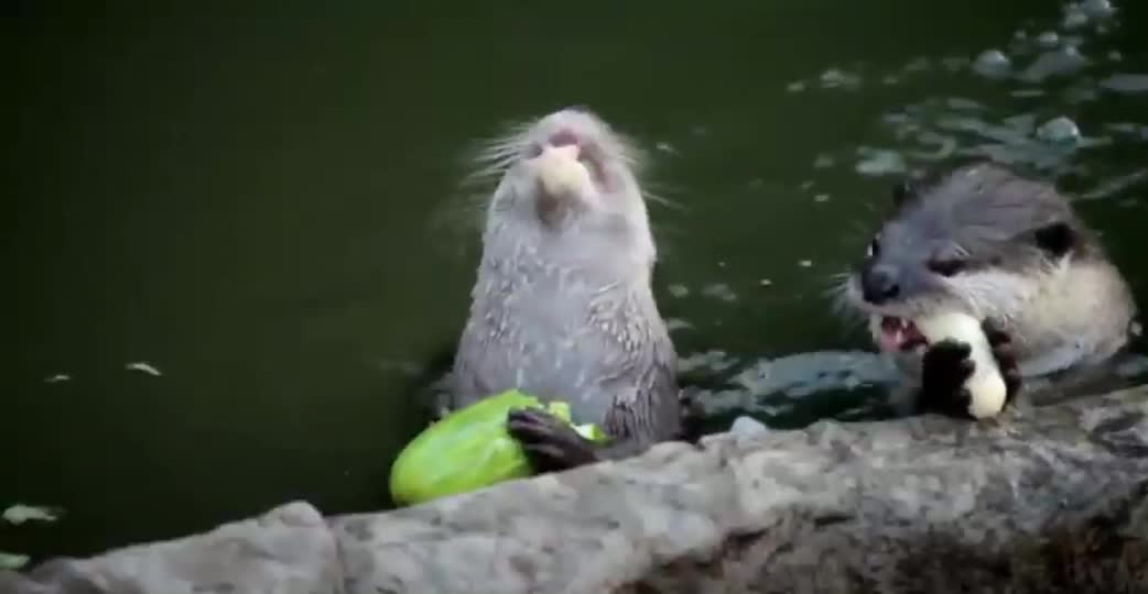 otter of the amazon