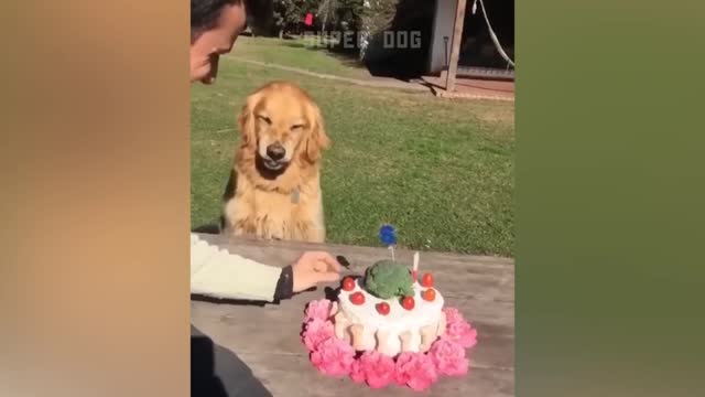 Dog Reaction to Cutting Cake Funny Dog Cake Reaction Compilation Super Dog