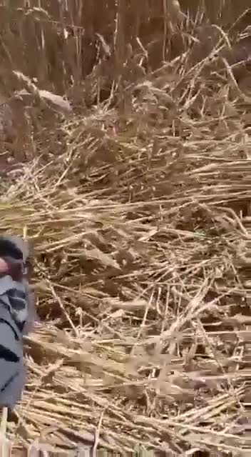 It's a piece of "climate change" - WTF ?!?