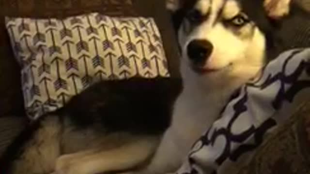 White and black husky laying down in sofa yawning