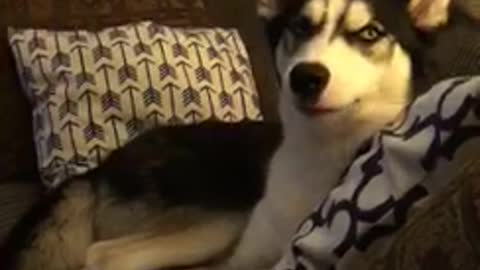 White and black husky laying down in sofa yawning