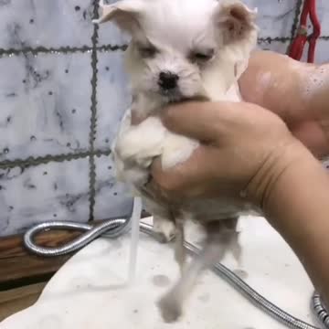 MIMI: funny dogs, cute, funny dog, cute dogs, funny animals, cute animals