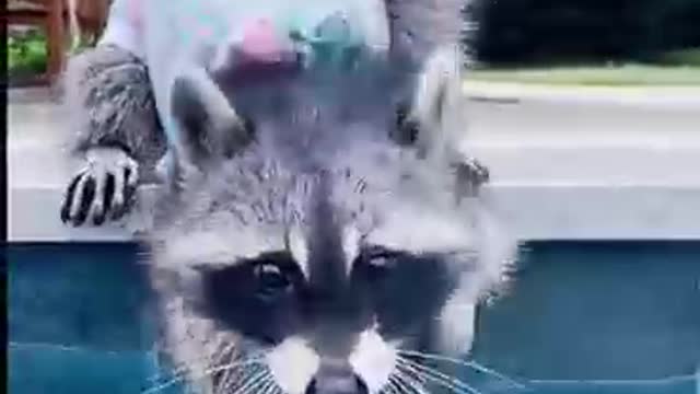 Lovely little raccoon