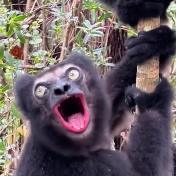 Gentle spider monkey