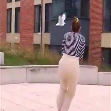 The seagull stole the wallet