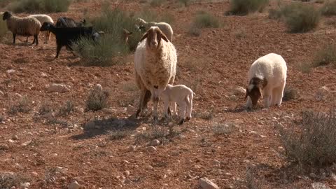 Sheep breastfeeding