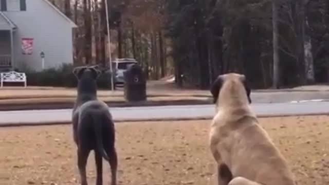 Dogs take neighborhood watch duties to heart