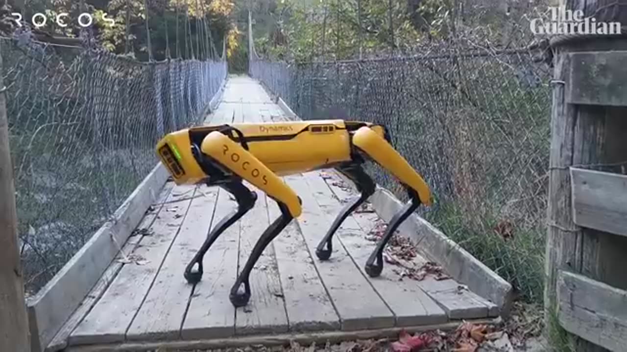 How a robotic dog is herding sheep in New Zealand