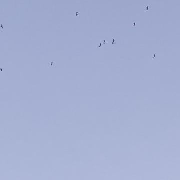 The early birds so to speak