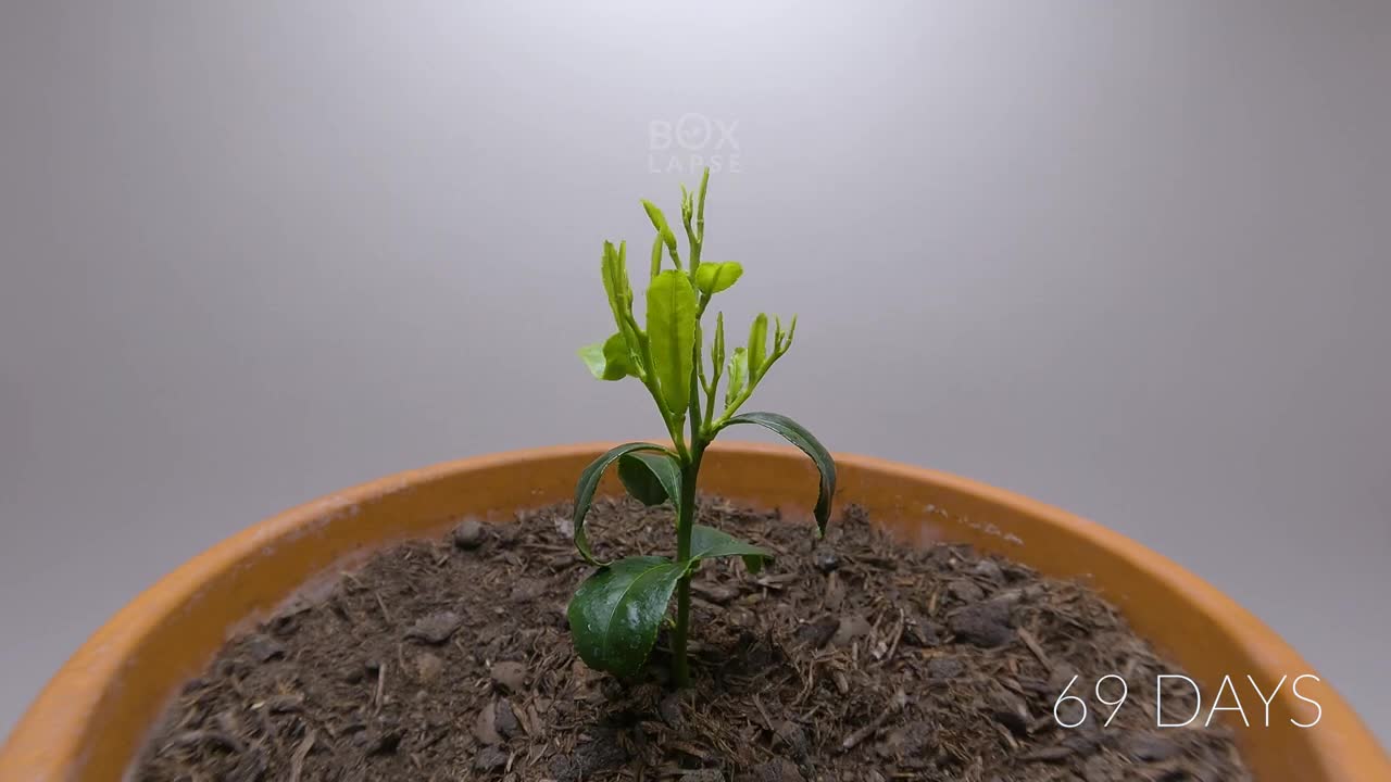 984 days in 8 minutes - Growing Plants Time-lapse Compilation