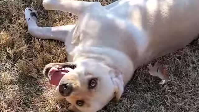 Just a Cute Labrador Dog Having Fun | Rolling on the Grass #Shorts #rumble