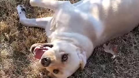 Just a Cute Labrador Dog Having Fun | Rolling on the Grass #Shorts #rumble