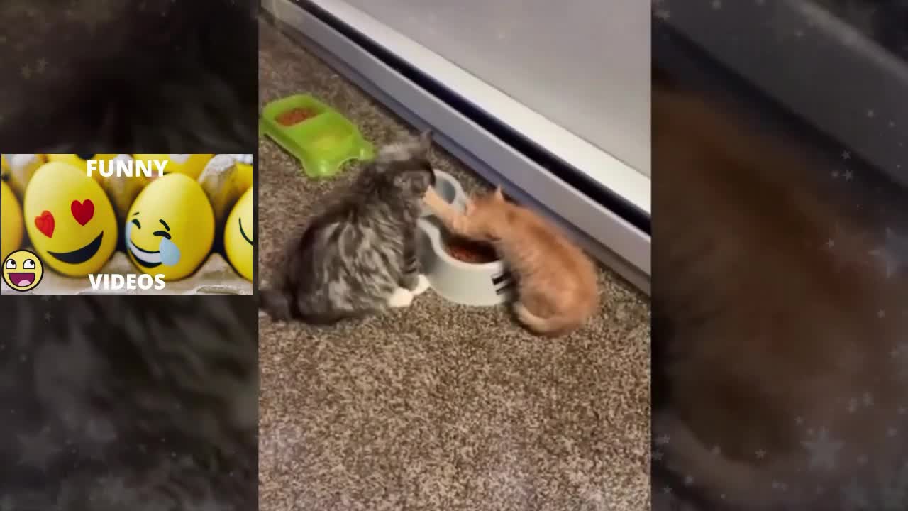 Funny cat 😹 That will make you laugh until you cry 🤣_ # 02