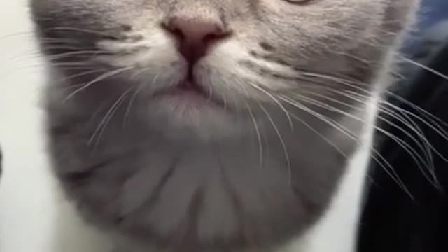 Watch this: Cute little feline newborn child Cat, FUNNY CAT video