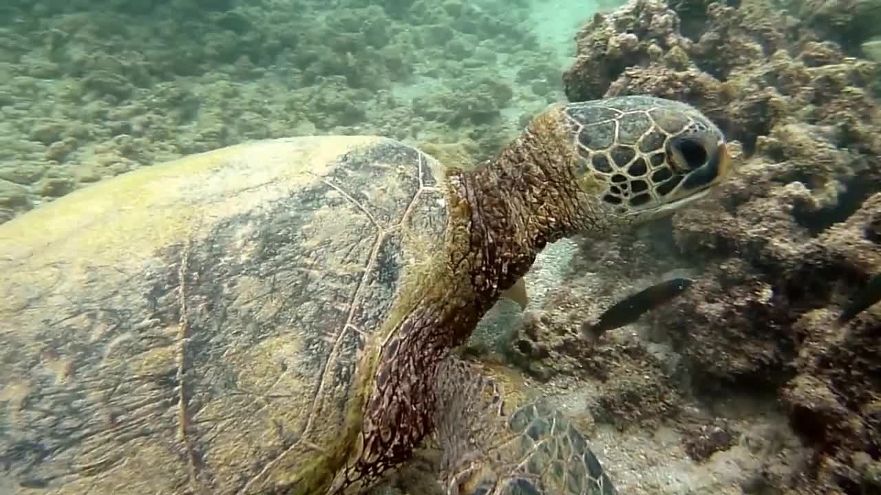 Green Sea Turtle Eating