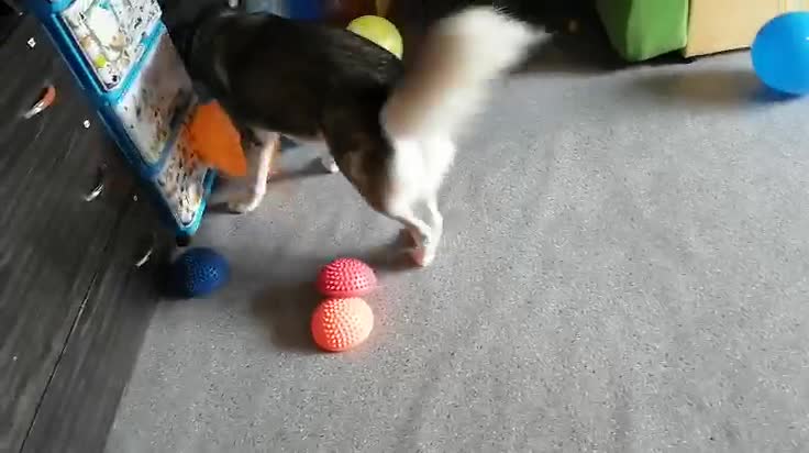 Purebred husky is played with balls