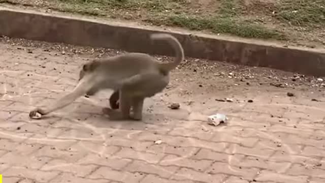 Funny Monkey Videos
